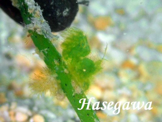 �t�B�R�J���X�E�V�������X�i�O���[���V�������v�j